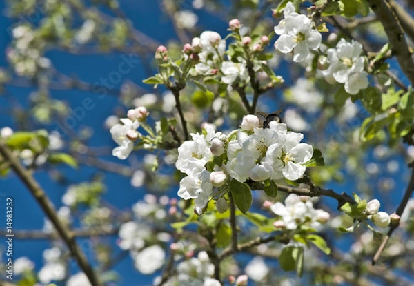 Obraz Blossoming apple tree branch