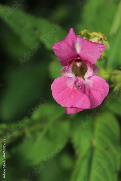 Obraz Himalayan Balsam Impatiens glandulifera.Soft pink blooming and budding Himalayan Balsam plant with dewdrops and spider silk on an early morning in the fall season. Beautiful floral background
