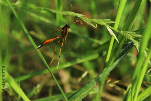 Obraz The sabre wasp, scientific name rhyssa persuasoria in flight
