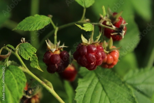 Obraz A closeup of a bunch of wild organic raspberries on a bright green bush. Vitamins. Summer. Wild strawberries in forest, Czech republic 
