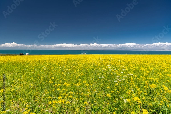 Obraz Qinghai - Tibet Plateau scenery. Qinghai Lake and Qinghai Prairie blooming with canola