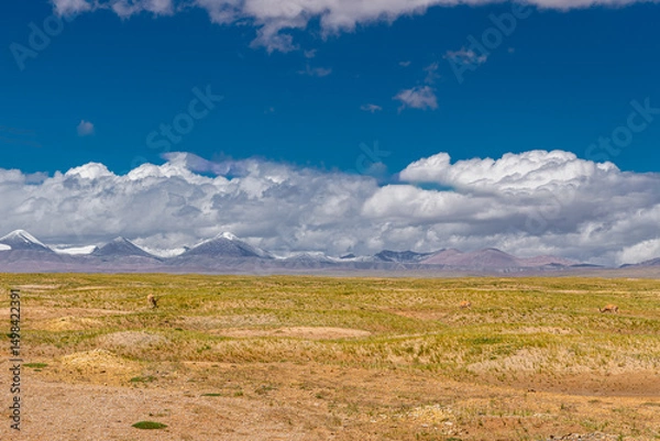 Obraz Tibetan antelopes eating the grass next to Snow-capped mountains scenery in Hoh Xil, China