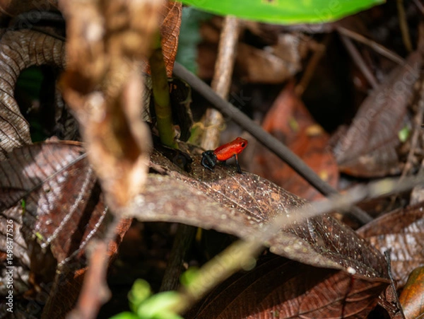 Obraz Toxic Red Dart Frog, Costa Rica