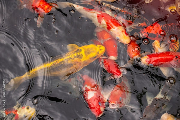 Obraz Koi fish in pond