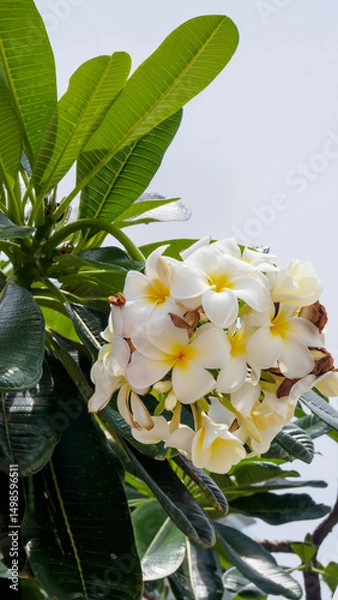 Fototapeta Beautiful inflorescences of white plumeria in dense foliage of a tree