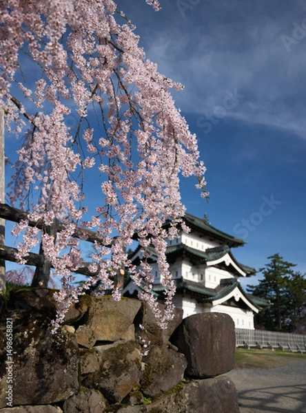 Obraz 満開の枝垂れ桜と弘前城 2025年撮影