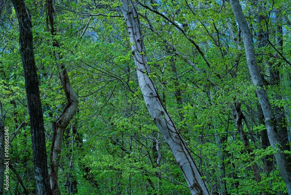 Obraz 新緑の息吹に囲まれて