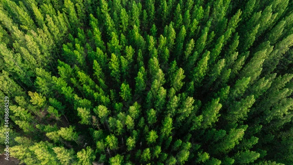 Fototapeta aerial view of dark green forest Abundant natural ecosystems of rainforest. Concept of nature forest preservation and reforestation	
