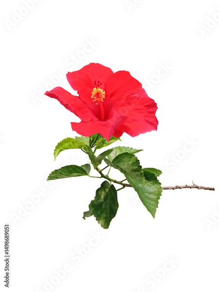 Fototapeta Close-up of a fully blooming red hibiscus flower on a branch with fresh green leaves isolated on a transparent background png file.
