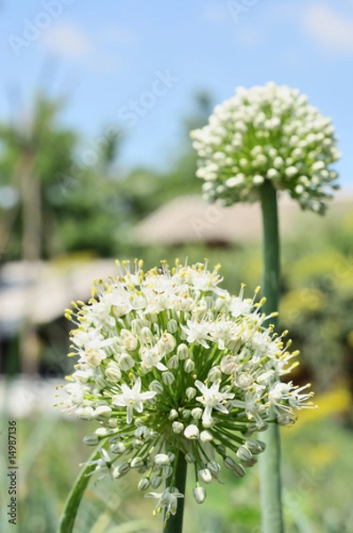 Obraz Onion flower