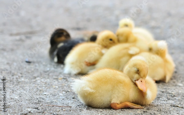 Obraz Sleeping alone