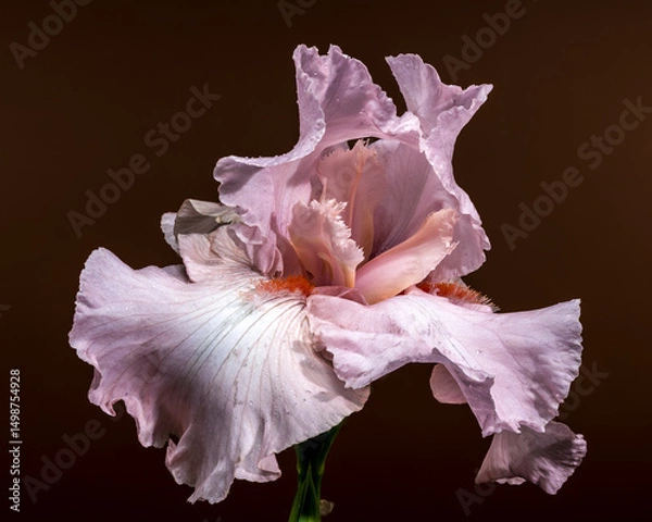 Fototapeta Elegant Pink Bearded Iris on Brown Background