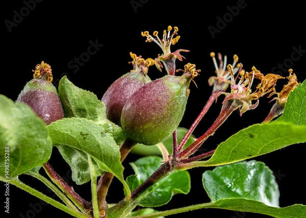 Fototapeta Apple Fruitlets on a Branch Against Black