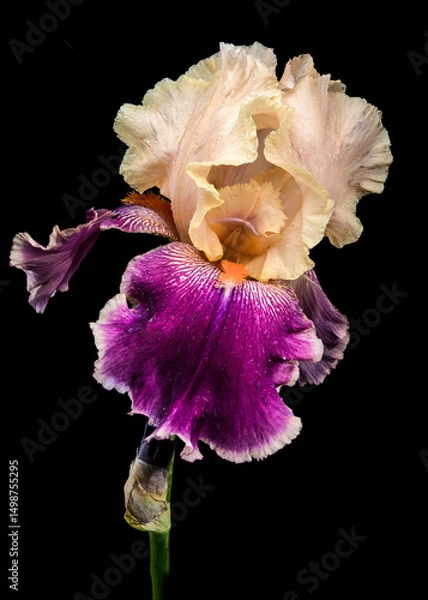 Fototapeta Stunning Cream and Purple Bearded Iris on Black
