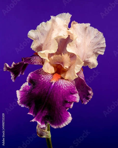 Fototapeta Stunning Cream and Purple Bearded Iris on Blue