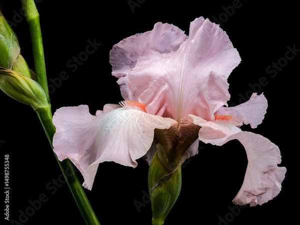 Fototapeta Elegant Pink Iris Bloom on Black Background