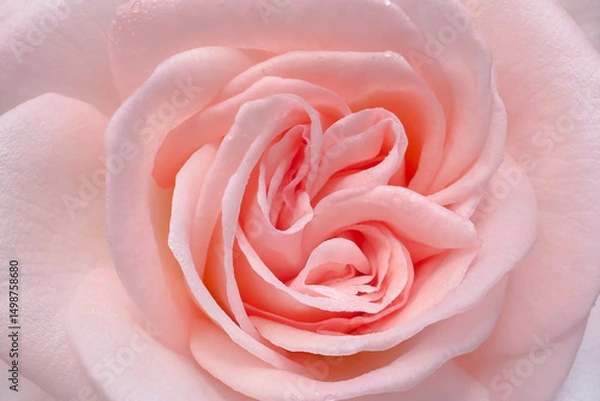 Fototapeta Blurred for background.Close-up A blooming pastel rose offers a peaceful visual with silky petals and soft blur, ideal for subtle floral designs.