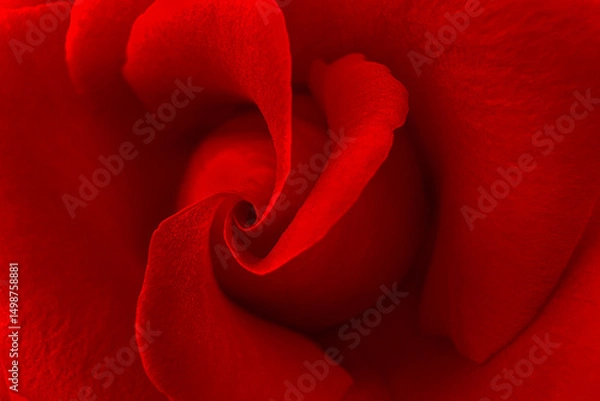 Fototapeta The deep red bloom fills the frame, each petal rich in color, softly dissolving i