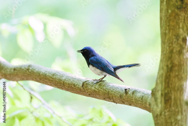 Obraz 新緑の中、大きく美しい声でさえずる美しいオオルリ（ヒタキ科）
新緑が美しい渓谷。
神奈川県清川村、早戸川林道-2025年
