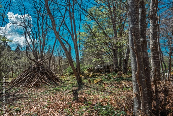 Obraz Forêt dense au sommet du Salève, composée d’arbres feuillus et de conifères, baignée de lumière naturelle filtrée par le feuillage. Un environnement calme et verdoyant