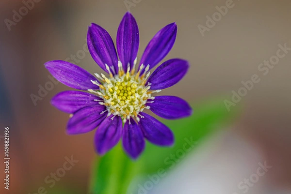 Obraz ミヤコワスレ