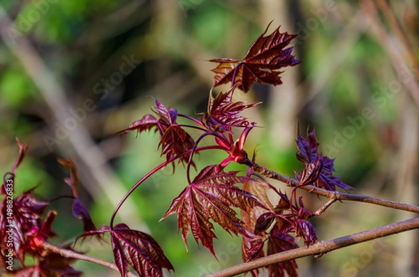 Fototapeta Deep red maple leaves unfolding in vibrant sunlight during early springtime growth. Fresh maple leaves unfolding, dynamic energy, sunny mood, close-up view, forest edge, nature and growth concept.