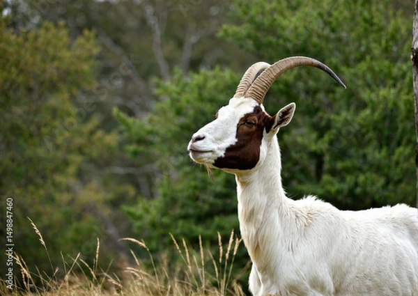 Obraz  White goat with curved horns standing in lush green field against trees