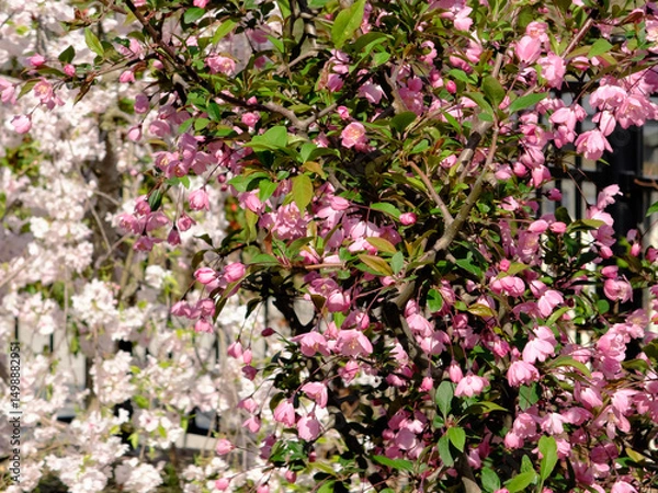 Obraz 봄꽃이 만개한 봄 계절의 라일락 서부해당화 수양벚꽃 나무와 하늘이 어우러진 공원 정원 마당의 자연환경 배경화면