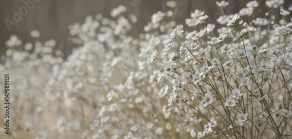 Fototapeta Dried gypsophila, intricate details, ethereal white petals, shallow depth of field, delicate, still life
