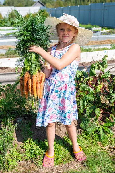 Fototapeta The girl holds in her hands a large carrot that has grown in the garden. Autumn. Harvesting. Vegetables.