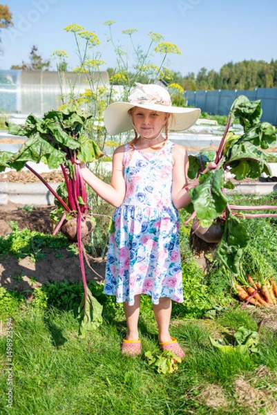Fototapeta The girl is holding a huge beetroot in her hands. Large beets grew in the autumn in the garden. Autumn. Harvesting. Vegetables.
