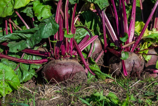 Fototapeta A large beet has grown in the garden. Autumn. Harvesting. Vegetables. 