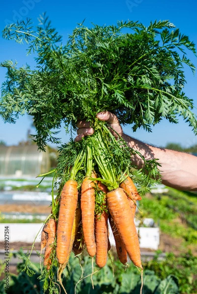 Fototapeta Large carrots grew in the garden. Carrots of unusual shape. Autumn. Harvesting. Vegetables.