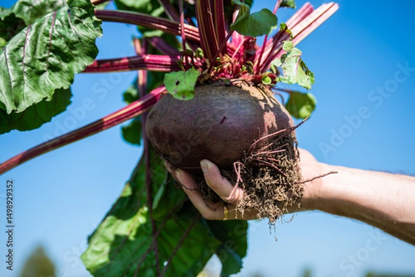 Fototapeta A large beet has grown in the garden. A huge beetroot in a man's hand. Autumn. Harvesting. Vegetables.