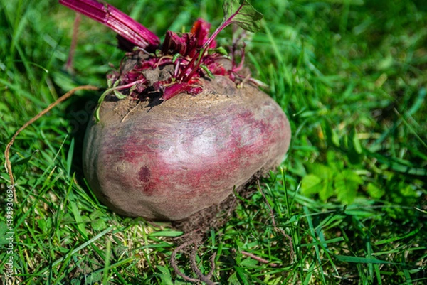 Fototapeta A large beet has grown in the garden. Autumn. Harvesting. Vegetables. 