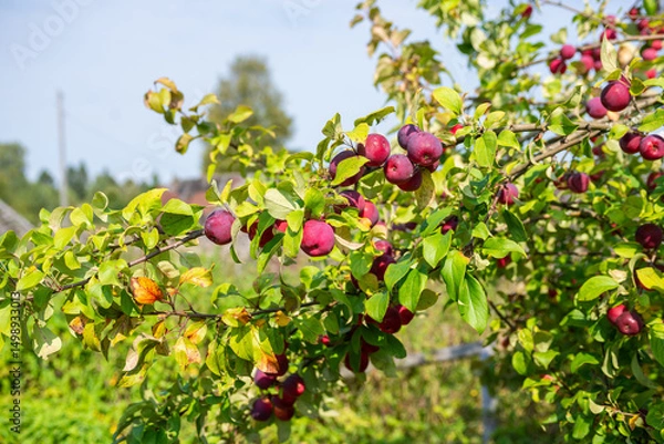 Fototapeta Mouth-watering ripe varietal apples ripened on the garden plot. Apples on the apple tree. Fruit.