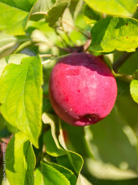 Fototapeta Mouth-watering ripe varietal apples ripened on the garden plot. Apples on the apple tree. Fruit.