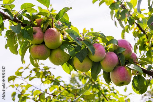 Fototapeta Mouth-watering ripe varietal apples ripened on the garden plot. Apples on the apple tree. Fruit.