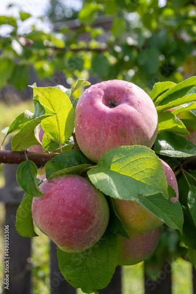 Fototapeta Mouth-watering ripe varietal apples ripened on the garden plot. Apples on the apple tree. Fruit.