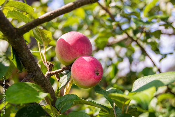 Fototapeta Mouth-watering ripe varietal apples ripened on the garden plot. Apples on the apple tree. Fruit.