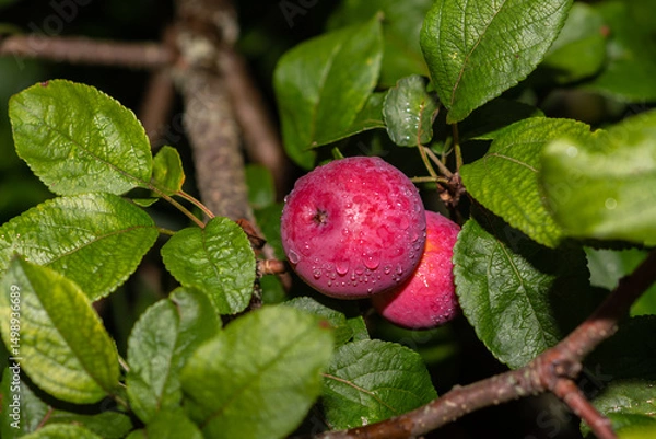 Fototapeta Mouth-watering ripe varietal apples ripened on the garden plot. Apples on the apple tree. Fruit.
