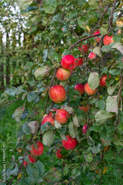 Fototapeta Mouth-watering ripe varietal apples ripened on the garden plot. Apples on the apple tree. Fruit.