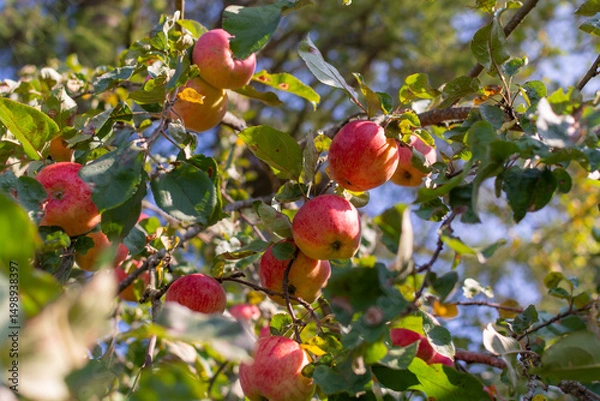 Fototapeta Mouth-watering ripe varietal apples ripened on the garden plot. Apples on the apple tree. Fruit.