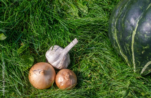 Fototapeta Onions, garlic, pumpkin are lying on the grass. Healthy vegetables grew in the autumn in the garden. Autumn. Harvesting. Vegetables. 
