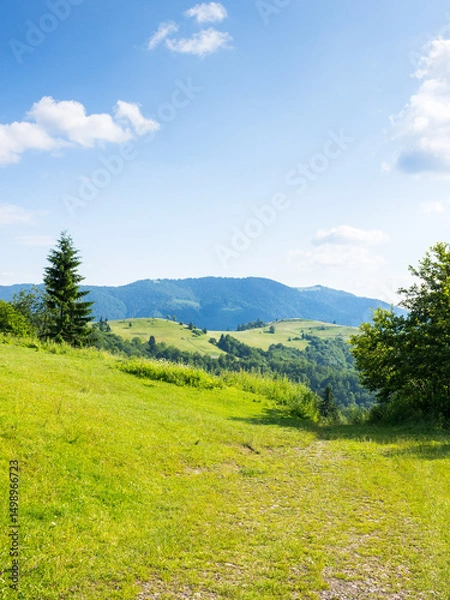 Fototapeta mountain landscape in summer. carpathian mountain range background. beautiful countryside with green meadows and rolling hills. sunny afternoon. weekend wanderlust scenery
