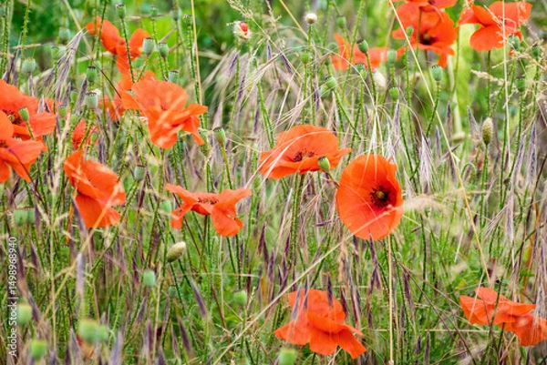 Fototapeta field with red poppy flowers in summer. floral nature background in bloom on the green rural meadow.