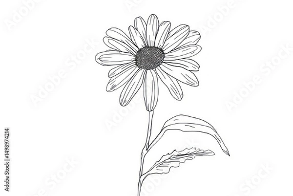 Fototapeta Continuous line drawing daisy flower sketch plant white.