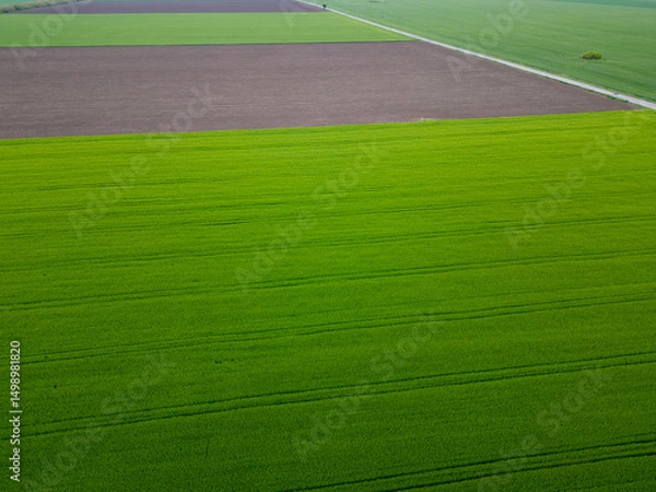 Fototapeta Aerial view of vast agricultural fields with lush green crops and brown plowed soil. Geometric rural landscape with vibrant colors and clear planting patterns in spring