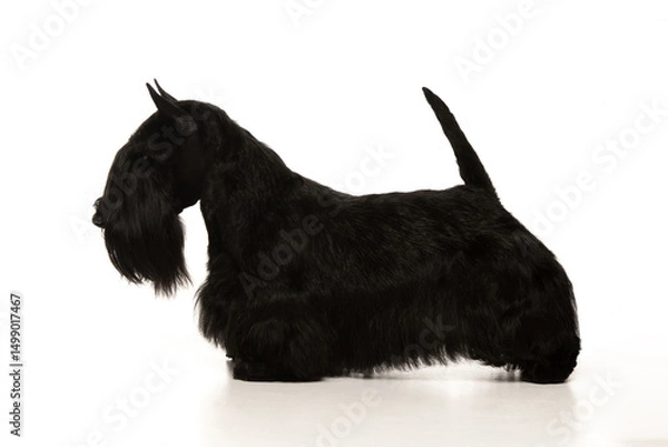 Obraz scottish terrier on white background