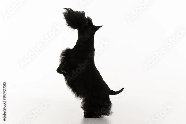 Obraz scottish terrier on white background